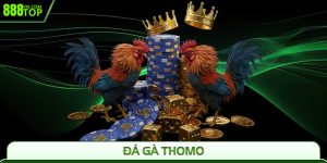 Đá Gà Thomo 888Top - Trực Tiếp Gay Cấn, Cược Cực Đỉnh