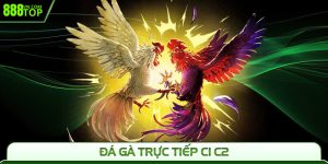 Đá Gà Trực Tiếp C1 C2 888Top - Cuồng Nhiệt Mỗi Trận Đấu
