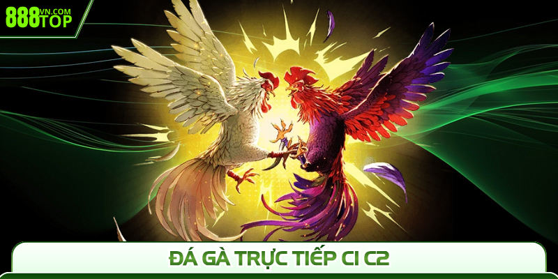 Đá Gà Trực Tiếp C1 C2 888Top - Cuồng Nhiệt Mỗi Trận Đấu