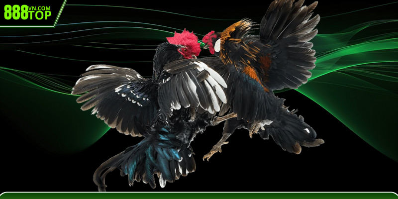 Khám phá đá gà Thomo