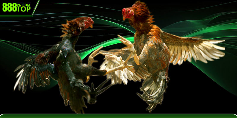 Lưu ý quan trọng khi xem đá gà c1 c2 online